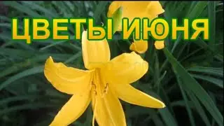 КАКИЕ ЦВЕТЫ ЦВЕТУТ В ИЮНЕ. ЦВЕТЫ ИЮНЯ