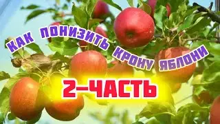 Обрезка высокой яблони.Результат