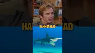 Lairds Wild Shark Encounter!