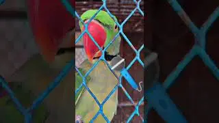 FUNNY 😂🤣 TALKING PARROT Cute 🥰🐣🐈🐥#ytshorts #shorts #youtubeshorts #parrot #mittoo #india