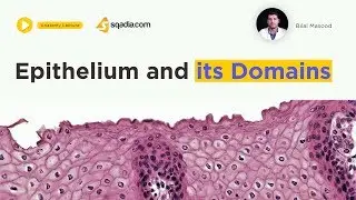 Epithelium and Its Domains | Medical Anatomy and Histology | sqadia.com