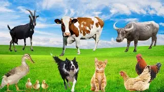 Familiar Animals - Dog, Duck, Chicken, Cow, Cat - Animal Sounds