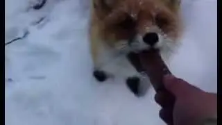 Лиса любит Сникерс