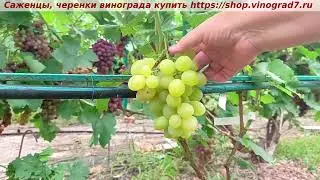 Парад сортов 27.07.24 г. виноград БЕЛОСНЕЖКА, мой канал Рутуб https://rutube.ru/channel/24306856