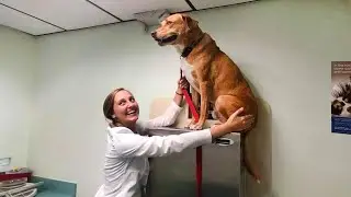 When Your Dog Finds A Safe Place At The Vet - Funniest Dog Reaction