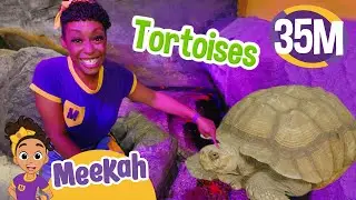 Meekahs Animal Adventure | Educational Videos for Kids | Blippi and Meekah Kids TV