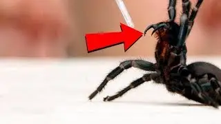 САМЫЕ ЯДОВИТЫЕ СУЩЕСТВА НА НАШЕЙ ПЛАНЕТЕ