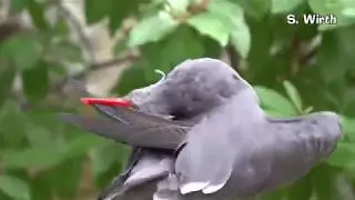 Inca tern: hunting, plumage cleaning on shore and in the water (4K)