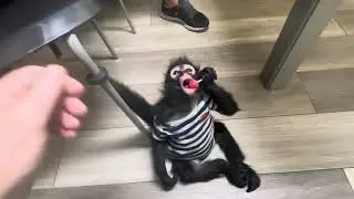 JUVENILE SPIDER MONKEY GETTING TREATED FOR PARASITES AND COLIC