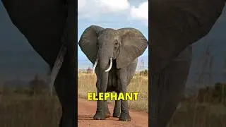 Part 6 - Largest Animal | Did You Know? - World 