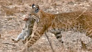 БОБКЭТ - маленькая, но крайне ловкая и прыгучая рысь, способная догонять даже белок на дереве!