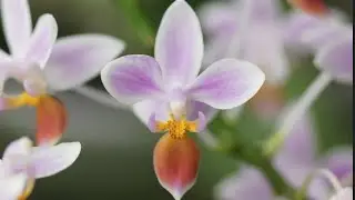 Phalaenopsis equestris