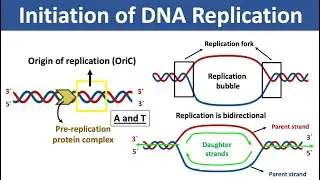 Initiation of DNA Replication | What is Origin of Replication? | What is Replication Fork?
