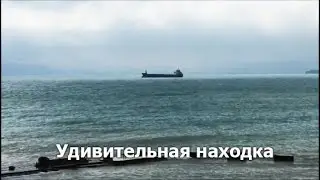 Пляж Кабардинки в мае / Яйцо акулы и спины дельфинов