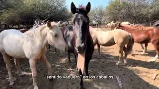 RANCHOLAROSA. Cuarto de Milla y sus diferencias entre sus líneas.