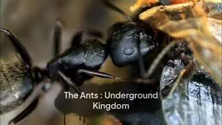 Tutor singkat cara bermain Game The Ants: Underground Kingdom