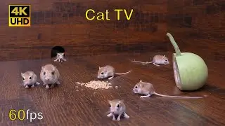 Cat TV: Adorable Baby Mouse and Mother Playing Hide & Seek - 8 Hours of 4K Fun for cats to watch