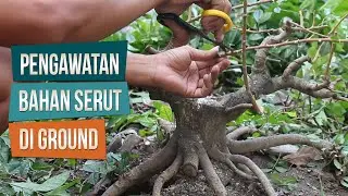 Pengawatan dan Pengarahan Serut Di Ground Bersama Mas Ciplux Bonsai