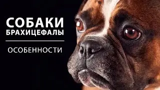 Собаки брахицефалы. Особенности брахицефалических пород собак