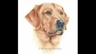 How to Paint a Realistic Retriever Dog in Watercolor