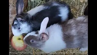 2 month old's, eating a whole apple