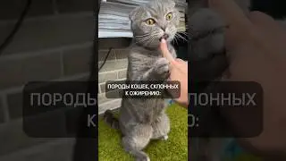 Кошки, склонные к ожирению
