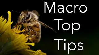 Macro photography tutorial: Equipment, lighting and settings