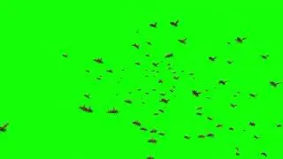 Green Screen Clips Bee Swarm Animated 3D