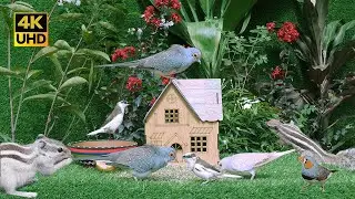 Cat TV for Cats to Watch 😺 Birds in the garden, Cute Squirrels and birds 8 Hours(4K UHD)