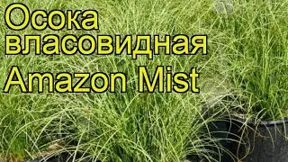 Осока власовидная Амазон Мист. Краткий обзор, описание характеристик, где купить саженцы