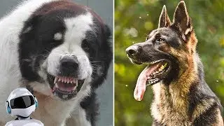 BEST DOGS FOR SECURITY / 10 BREEDS OF GUARDS