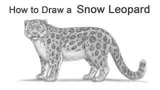 How to Draw a Snow Leopard