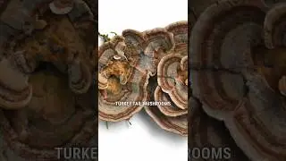 Turkey Tail Mushroom & The Immune System