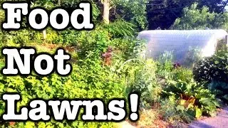 Front Lawn to Food Forest Nursery - $0 and incredibly rewarding!