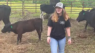 Working Cows, Annual Vaccines and Ear Tags.