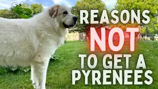 Reasons NOT To Buy A GREAT PYRENEES (From A Great Pyrenees Owner)