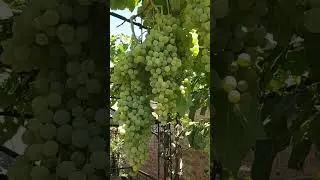 Поилка для воробьев.