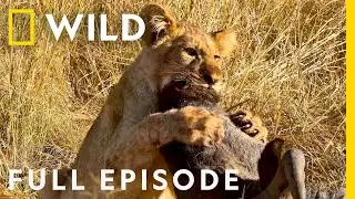 Wildlife Wars: Nature's Most Epic Brawls (Full Episode) | Animal Fight Night