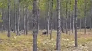ГИГАНТСКИЙ ВОЛК напал на собаку