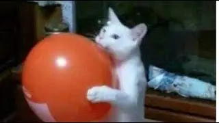 КОТИК ХОЧЕТ ШАРОВ