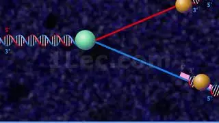 DNA Replication Fork