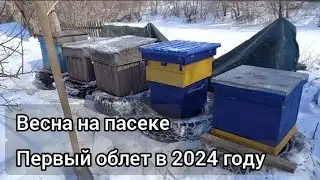 Пчеловодство с нуля. Первая зимовка пчел // ошибки начинающего пчеловода // готовлю пчел к облету