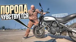Поражаюсь Ducati Scrambler 800 на улицах Краснодара #МОТОЗОНА №256