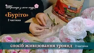 «Буріто» - спосіб живцювання. 2 частина. How to grow roses from cuttings. 2nd part #burito #буріто