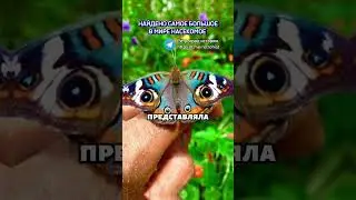 Найдено самое большое в мире насекомое #шортс