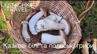 Казкові білі та польські гриби