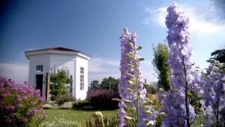 Lavender Delphinium | At Home With P. Allen Smith