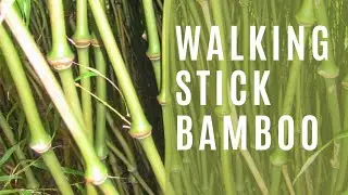 Walking Stick Bamboo Chimonobambusa tumidissinoda