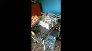 Перенос инкубационного яйца