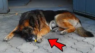 The owner constantly beat his dog. But at one moment the incredible happened!